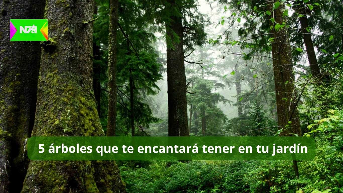 5 árboles que te encantará tener en tu jardín