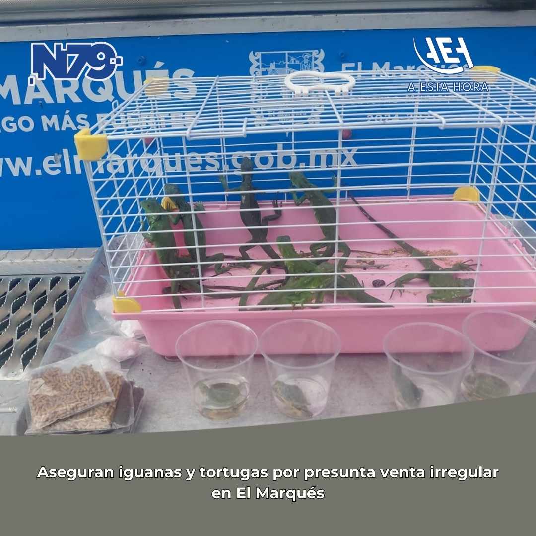 Aseguran iguanas y tortugas por presunta venta irregular en El Marqués
