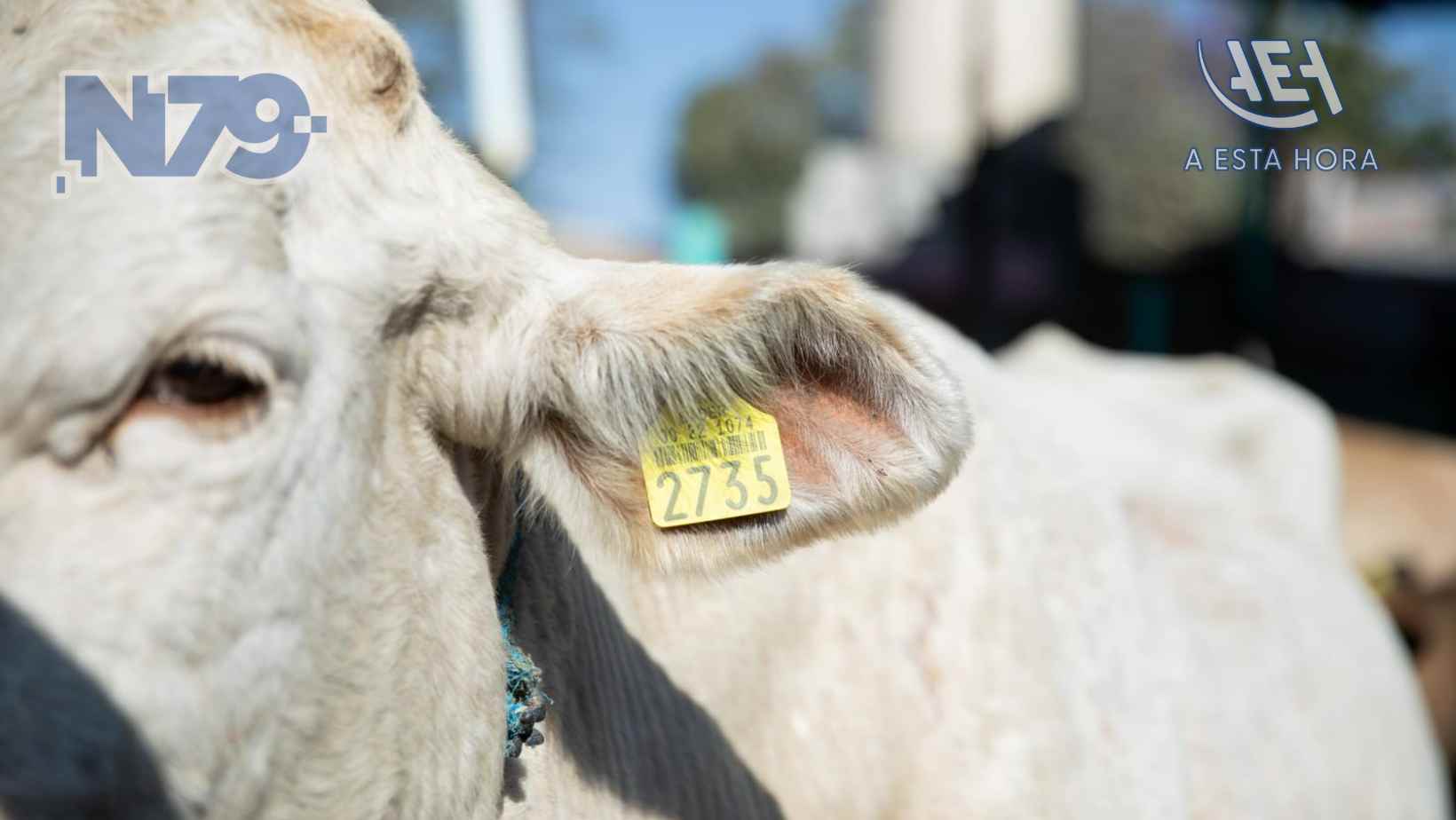 Autoridades municipales, estatales y ganaderas implementan programa de identificación de ganado