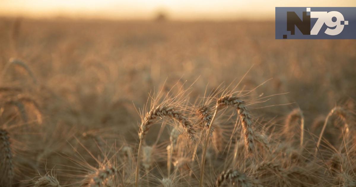 Bimbo supera 500 mil hectáreas de agricultura regenerativa