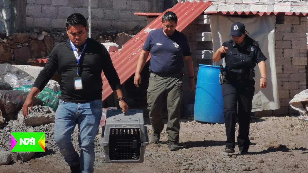 CAAM de El Marqués rescata a nueve ejemplares que se encontraban amarrados y bajo los intensos rayos del sol