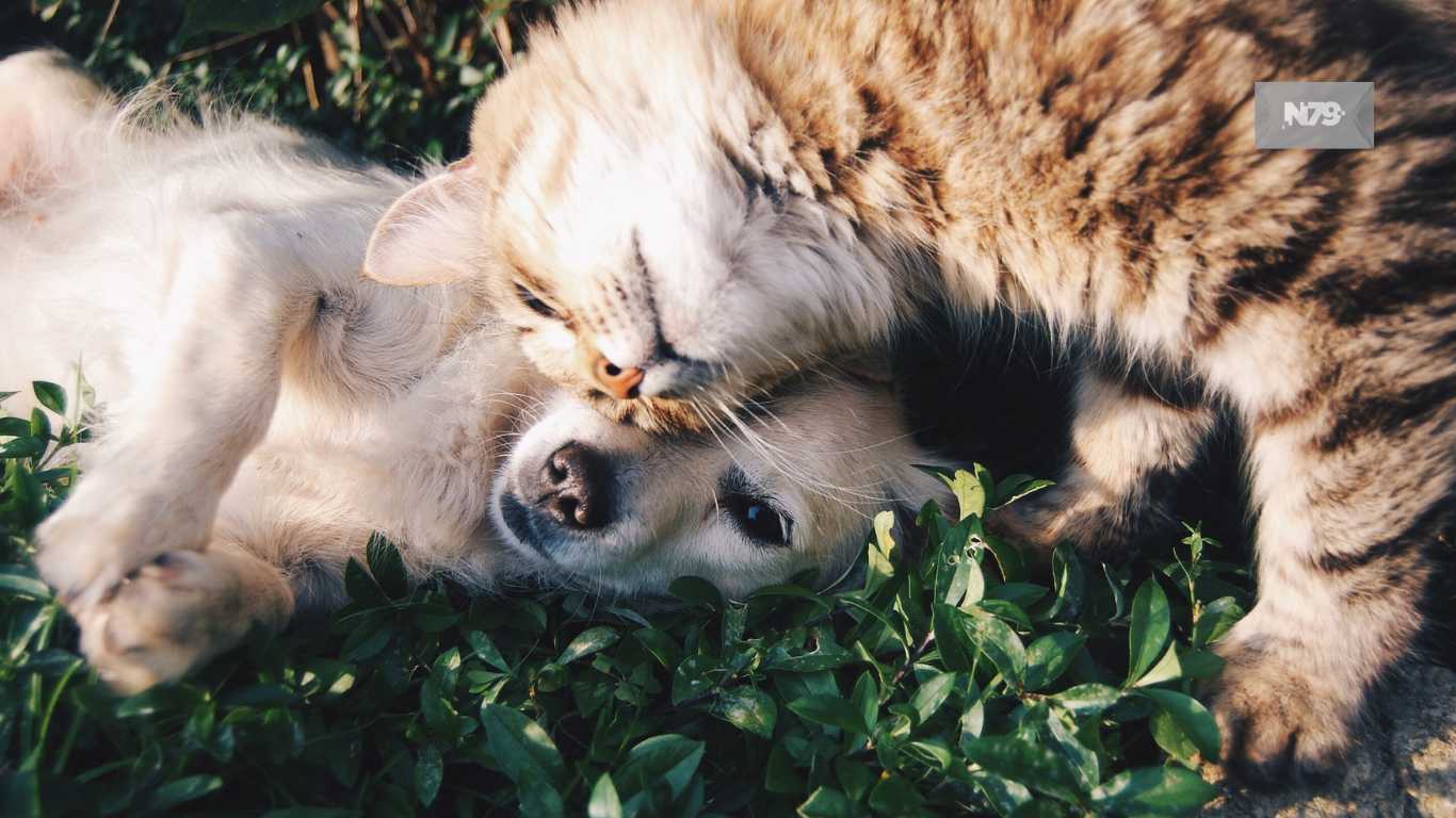 Comisión de Puntos Constitucionales se alista para avalar reformas que garantizan bienestar animal