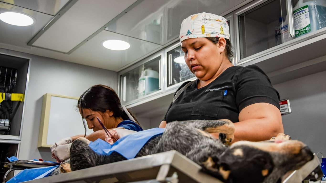 El Marqués apoya el bienestar animal con esterilización e identificación de mascotas