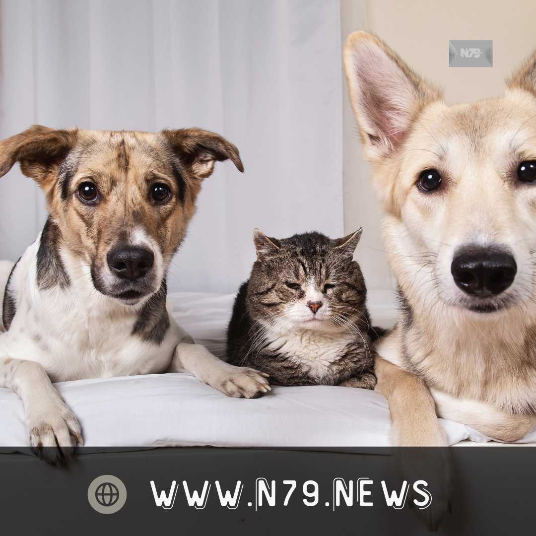 Impulsan iniciativa en la que solo se puedan comercializar perros y gatos que estén vacunados y esterilizados