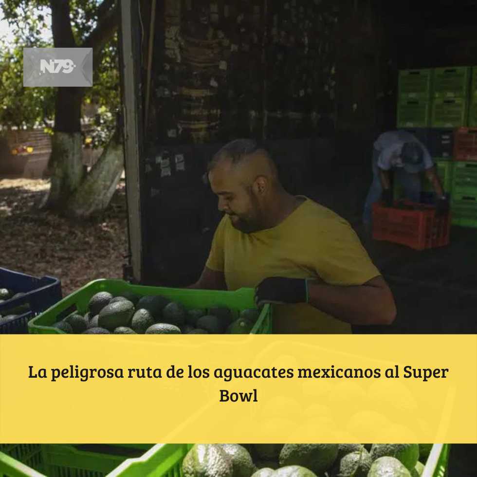 La peligrosa ruta de los aguacates mexicanos al Super Bowl