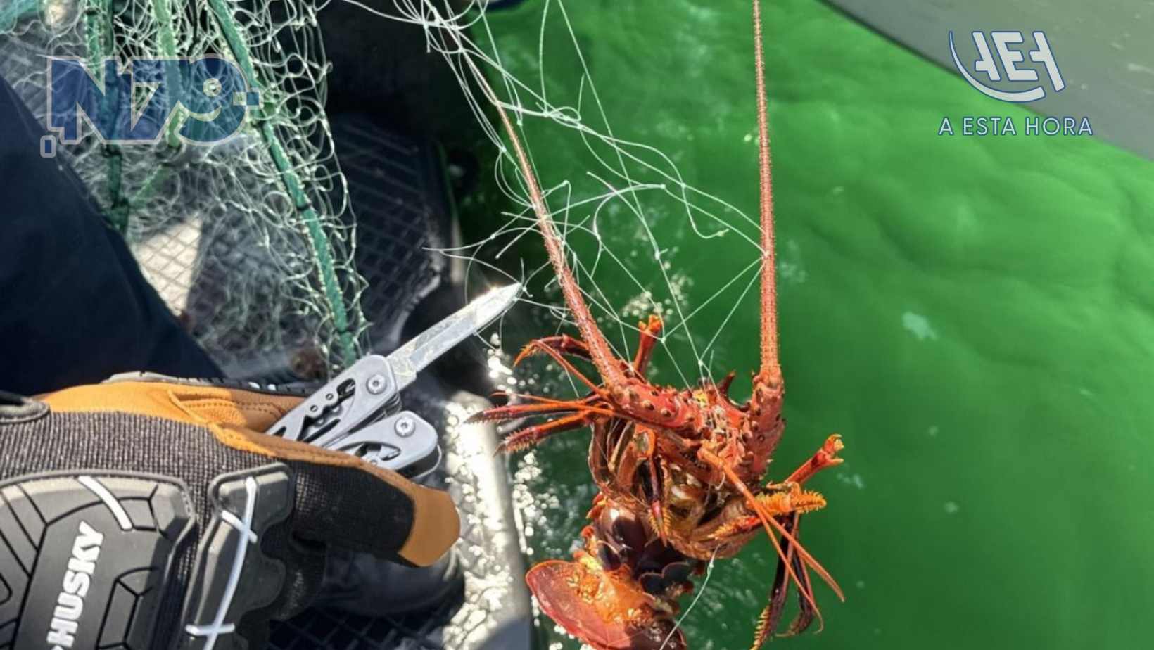 Marina libera aproximadamente 50 langostas rojas y asegura redes de enmalle en Ensenada, Baja California