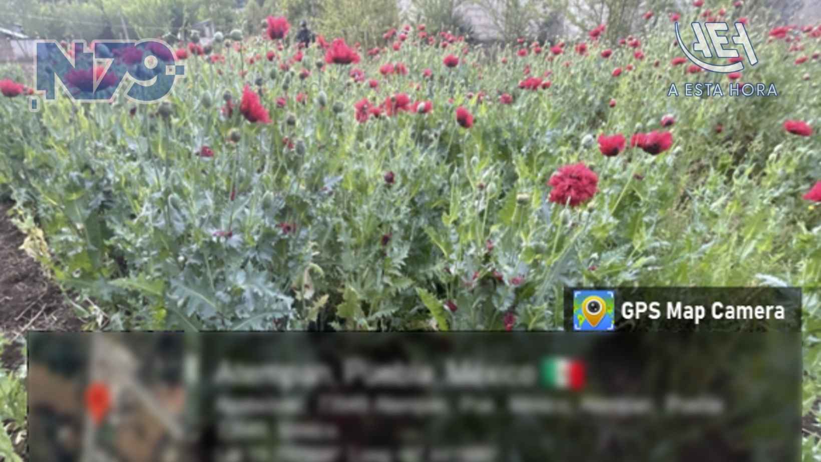 Marina localiza plantío de amapola en Puebla