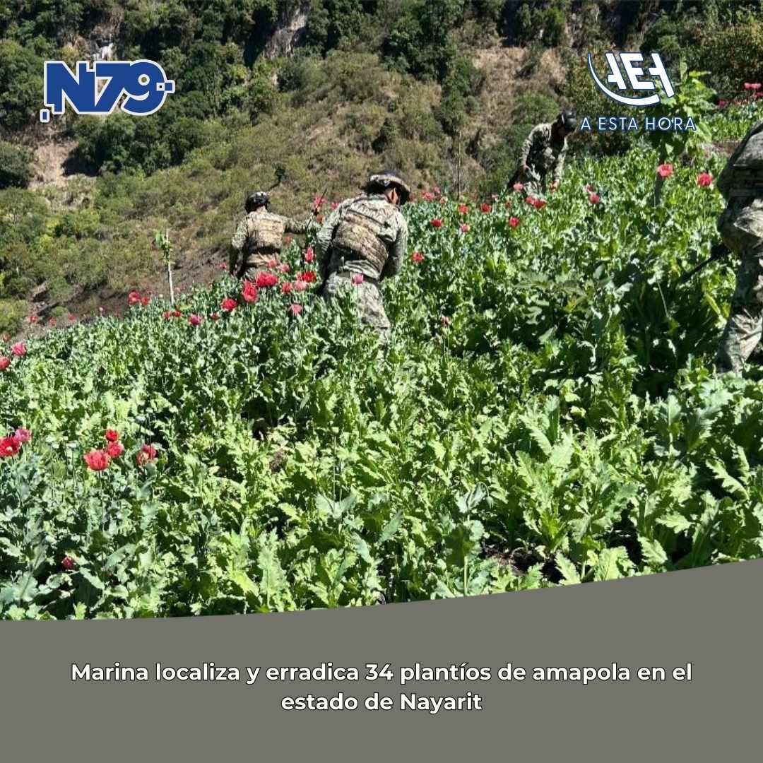 Marina localiza y erradica 34 plantíos de amapola en el estado de Nayarit
