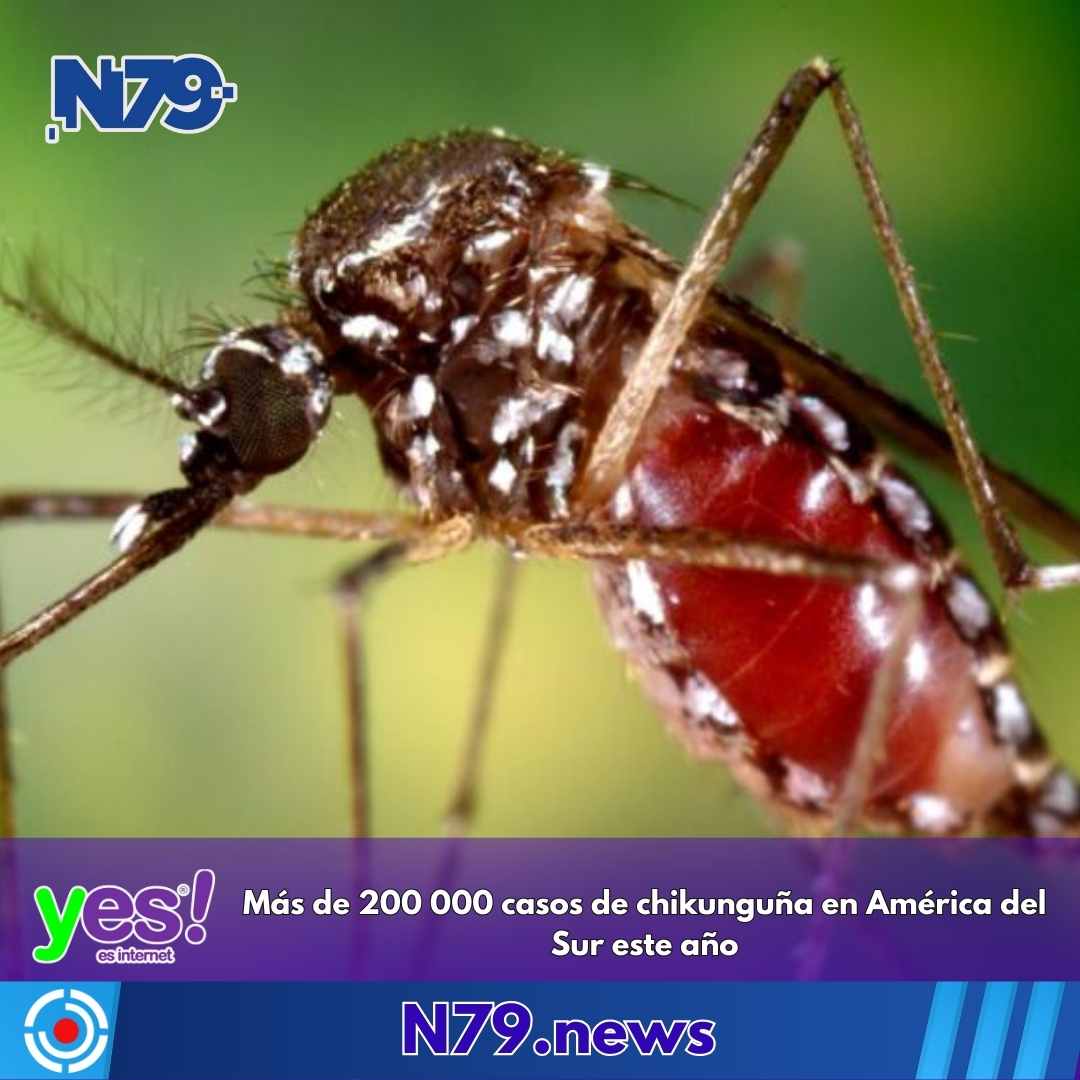Más de 200 000 casos de chikunguña en América del Sur este año