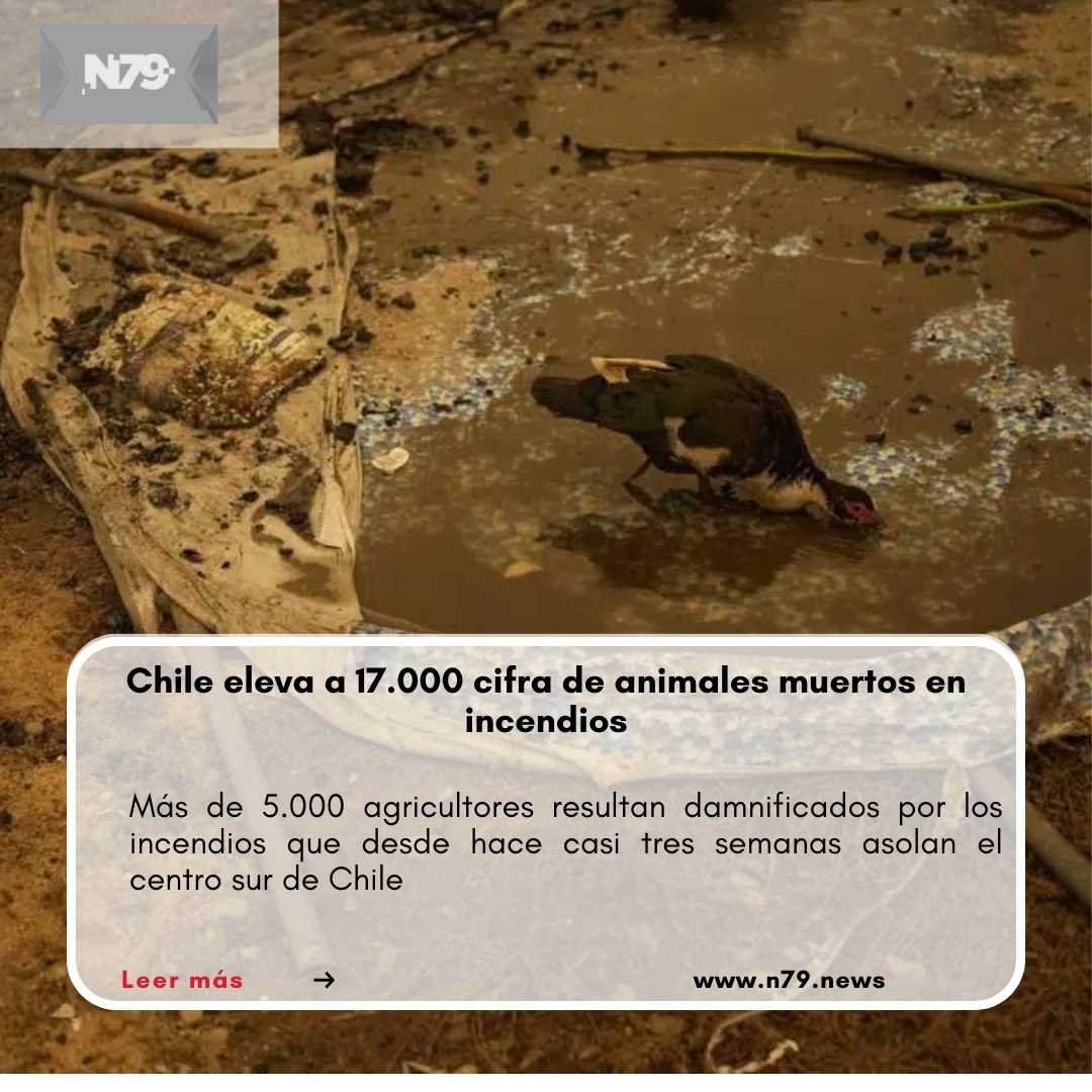 Chile eleva a 17.000 cifra de animales muertos en incendios