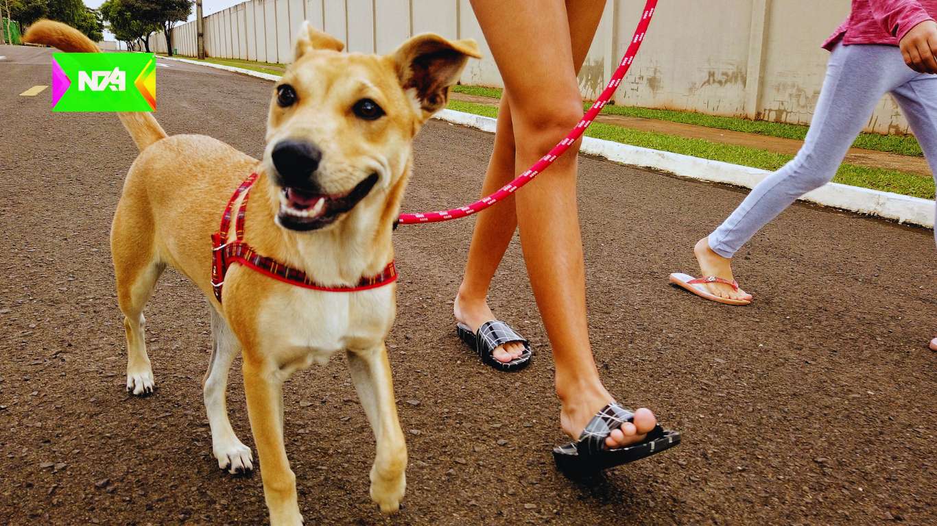Más de 70% de arrendadores admitirían mascotas