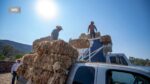 Municipio de El Marqués arranca la entrega de pacas de forraje a productores ganaderos para enfrentar la época de estiaje