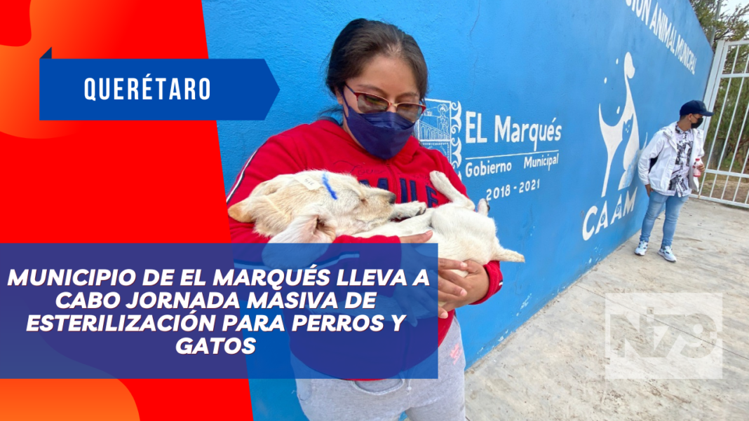 Municipio de El Marqués lleva a cabo jornada masiva de esterilización para perros y gatos