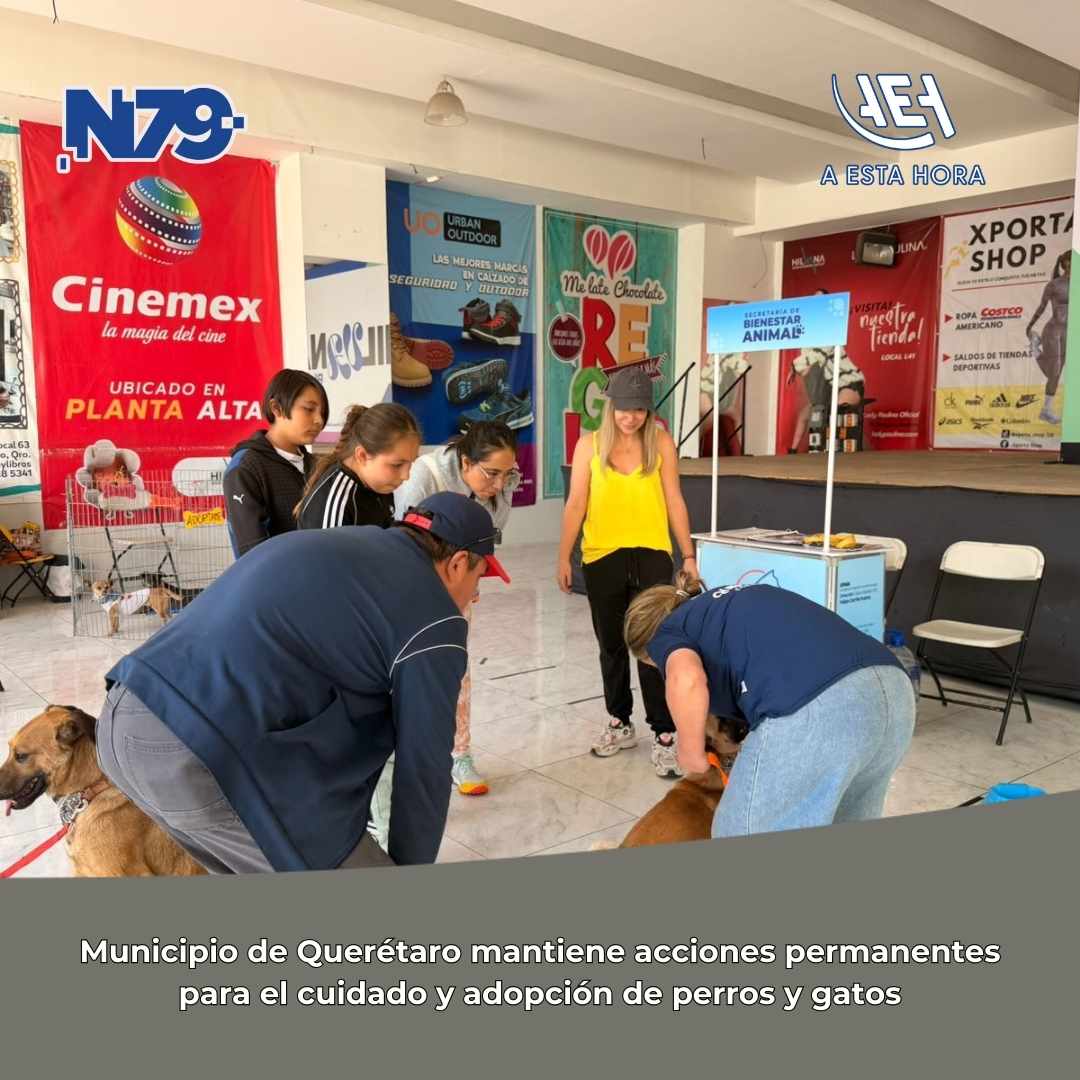 Municipio de Querétaro mantiene acciones permanentes para el cuidado y adopción de perros y gatos