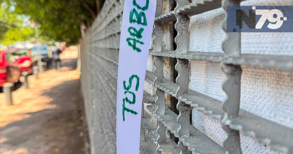 Municipio vigilará árboles durante obras del tren