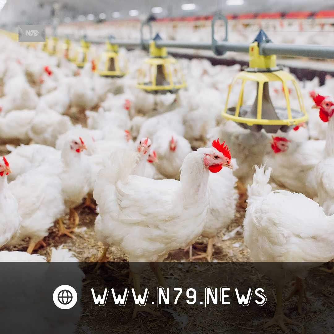 OMS advierte que el cambio climático influye en la expansión de la gripe aviar