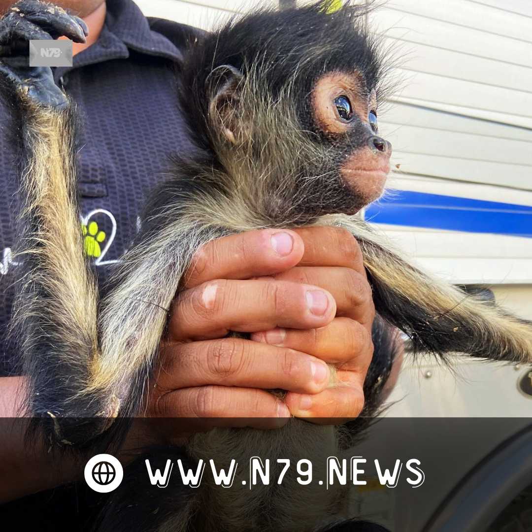 Operativo en El Marqués frustra venta ilegal de animal exótico