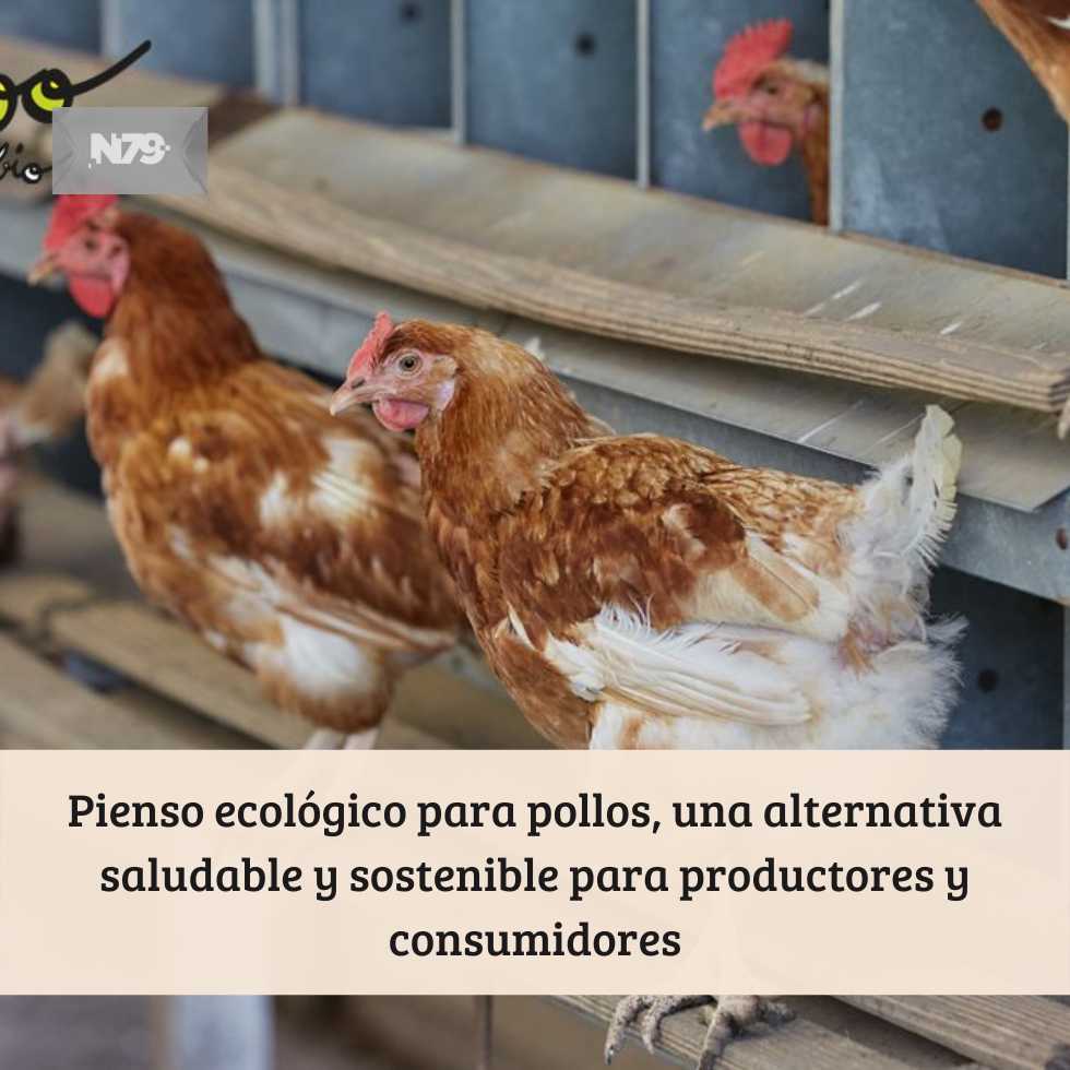 Pienso ecológico para pollos, una alternativa saludable y sostenible para productores y consumidores