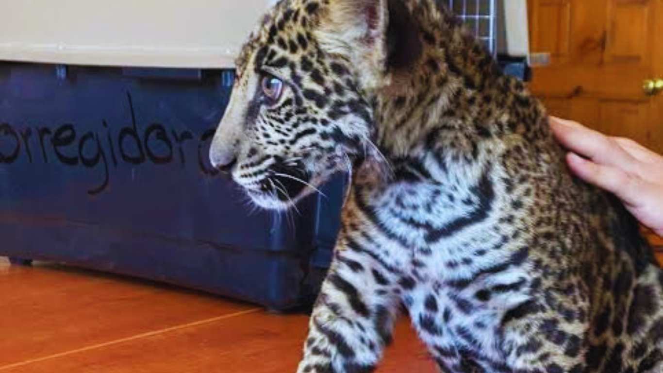 Protección Civil de Corregidora rescata a un jaguar en atención al reporte ciudadano