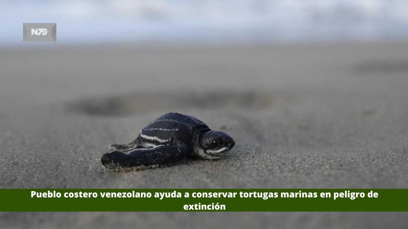 Pueblo costero venezolano ayuda a conservar tortugas marinas en peligro de extinción