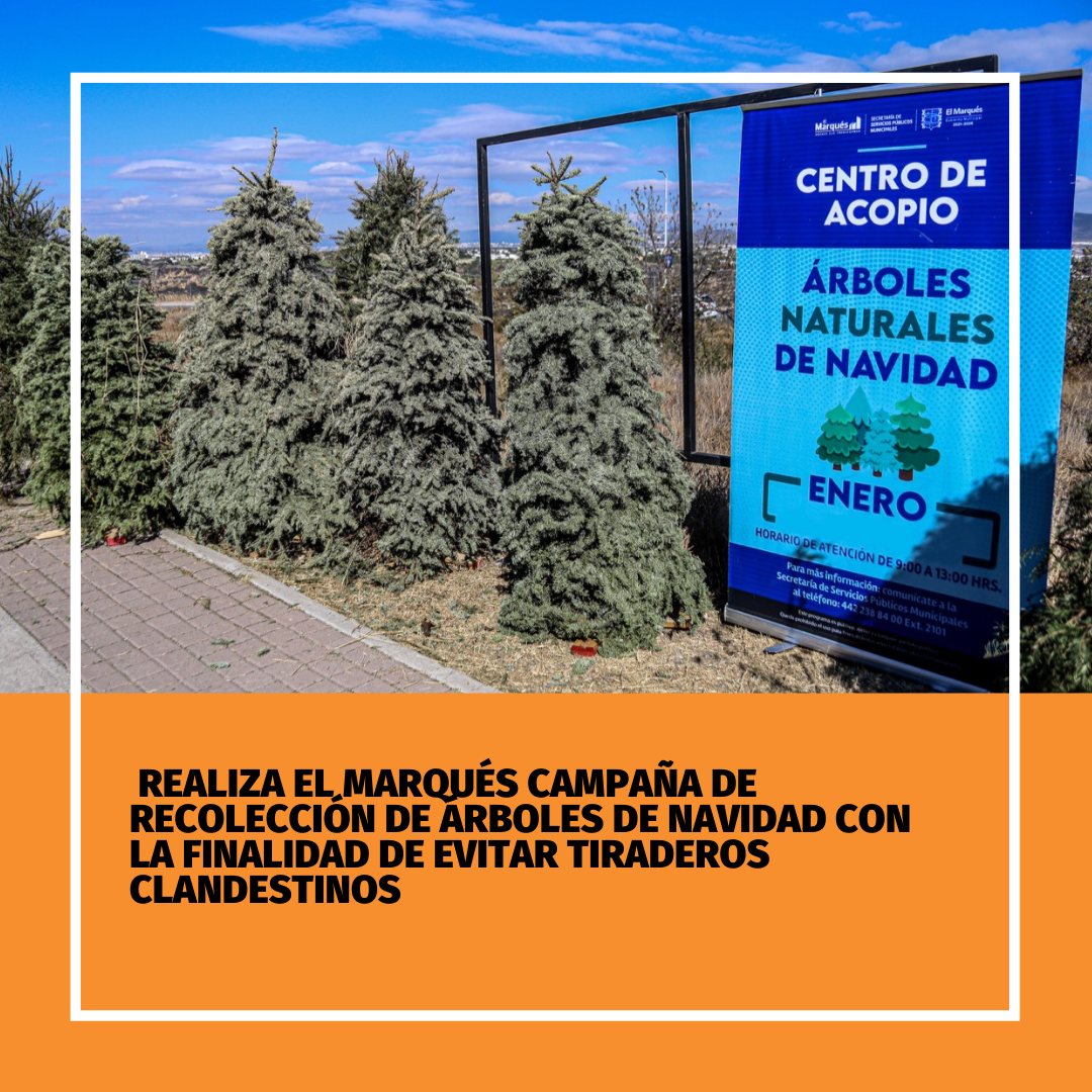 Realiza El Marqués campaña de recolección de árboles de navidad con la finalidad de evitar tiraderos clandestinos