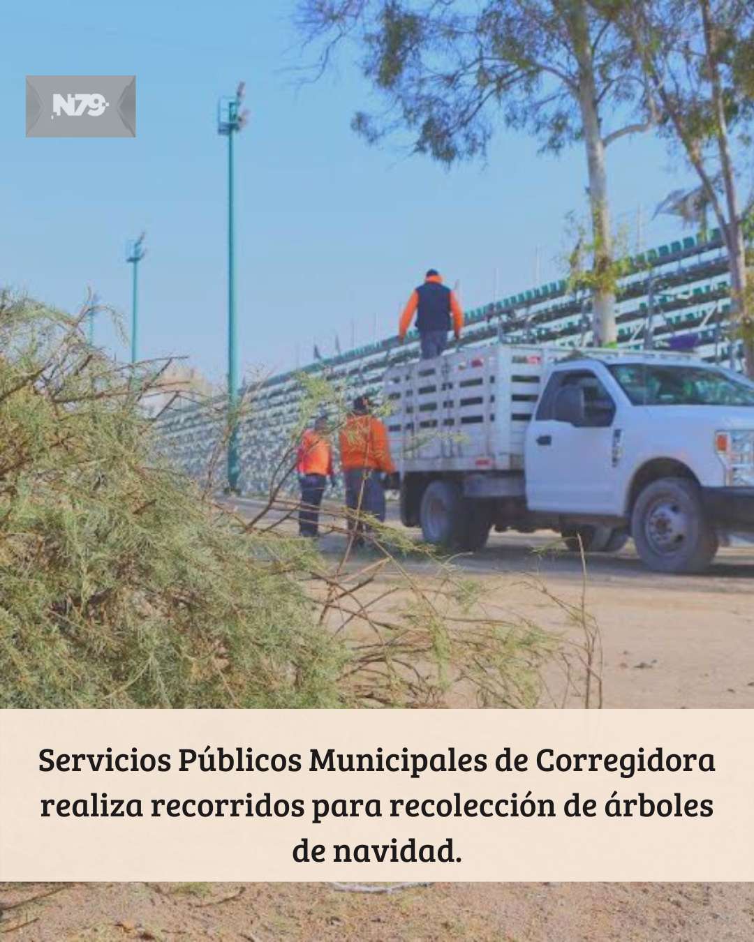Servicios Públicos Municipales de Corregidora realiza recorridos para recolección de árboles de navidad.