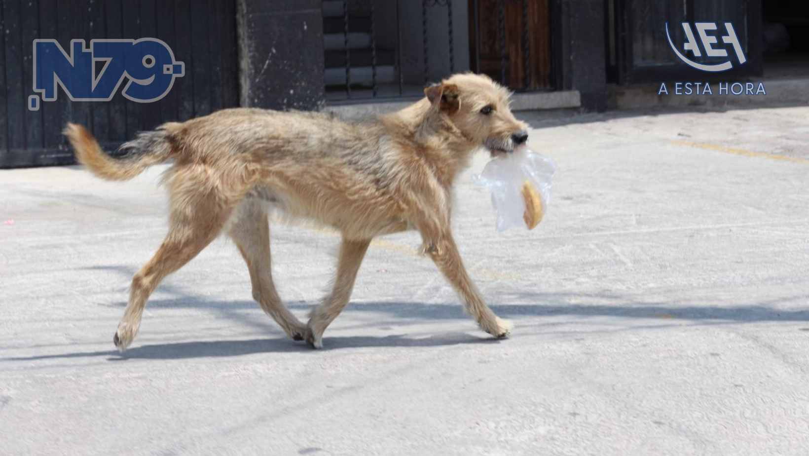 Suman cerca de 15 mil esterilizaciones en estrategia de bienestar animal en Querétaro
