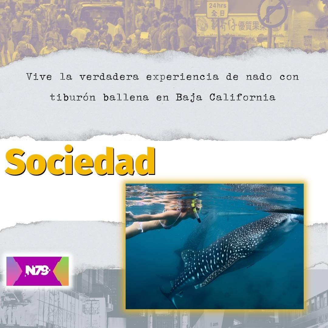 Vive la verdadera experiencia de nado con tiburón ballena en Baja California