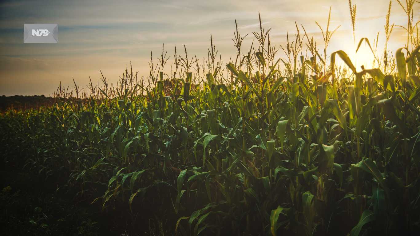 Se tensa controversia México-EEUU por maíz transgénico